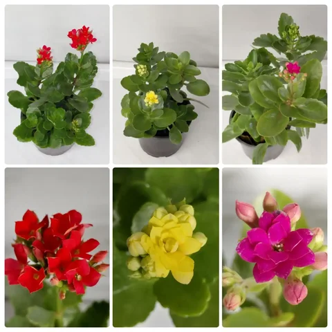 Каланхоэ по 250 руб - частное объявление в Шелехов