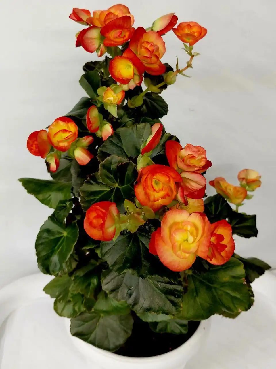 Бегония элатиор Карнавал