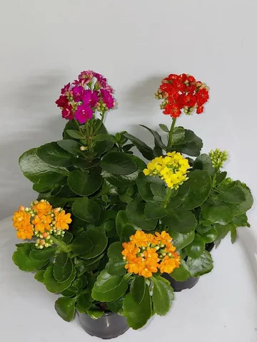 Каланхоэ растения по выгодной цене - Хобби и отдых в Шелехов