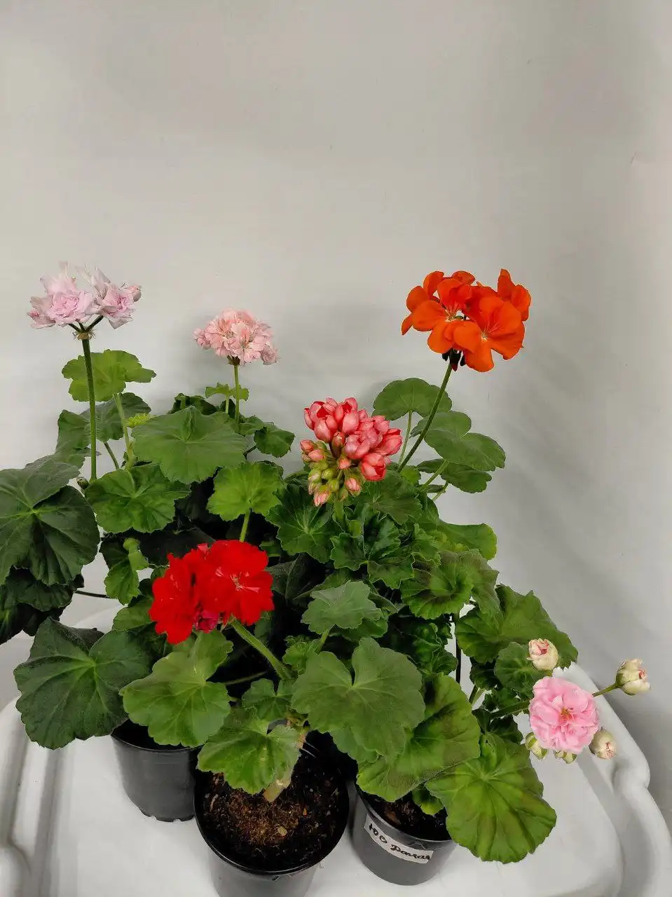 Сортовые пеларгонии молодые кустики первое цветение - Растения (Хобби и отдых) в Шелехов