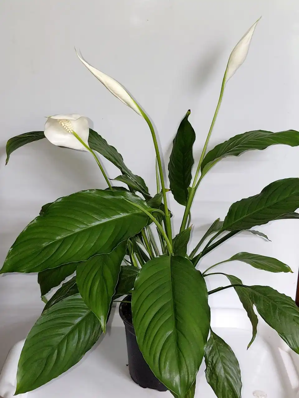 Спатифилум в цвету - Растения (Хобби и отдых) в Шелехов