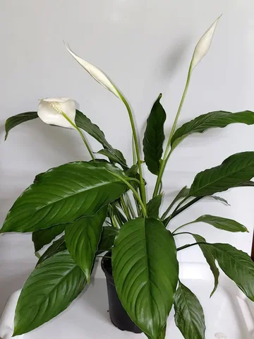 Спатифилум в цвету - Рукоделие в Шелехов