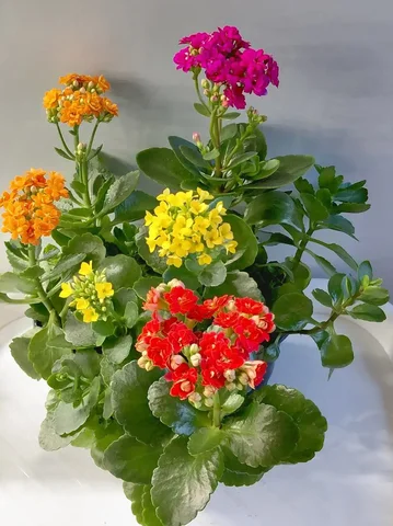 Калонхоэ растения - Комнатные растения в Шелехов