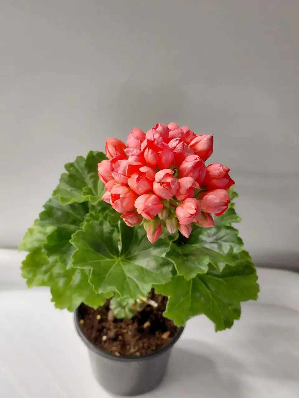 Пеларгония тюльпановидная Patricia Andrea - Растения (Хобби и отдых) в Шелехов