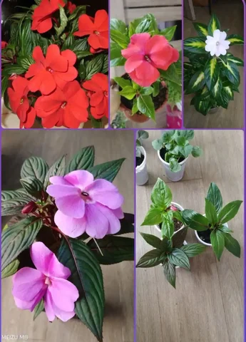 Продам бальзамин новогвинейский в Шелехове - Хобби и отдых в Шелехов