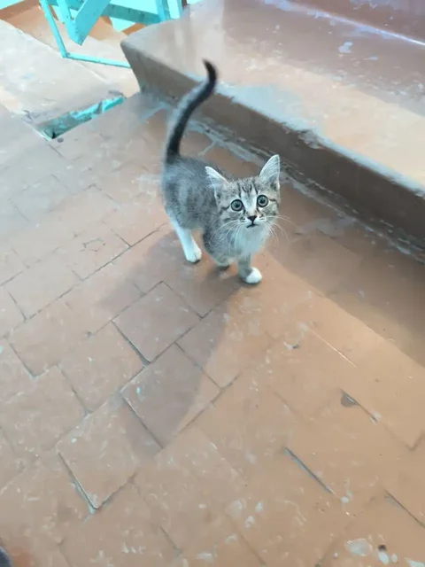 Котёнок ищет дом в Иркутске - Кошки в Иркутск