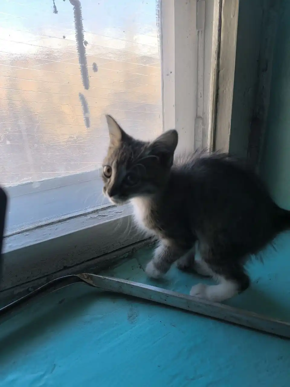 Котёнок ищет дом в Иркутске - Кошки (Животные) в Иркутск