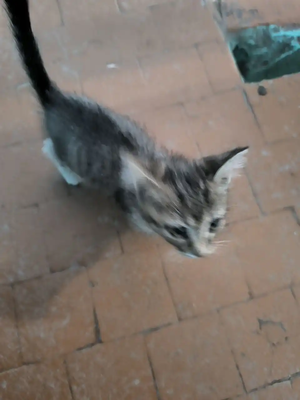 Котёнок ищет дом в Иркутске - Кошки (Животные) в Иркутск