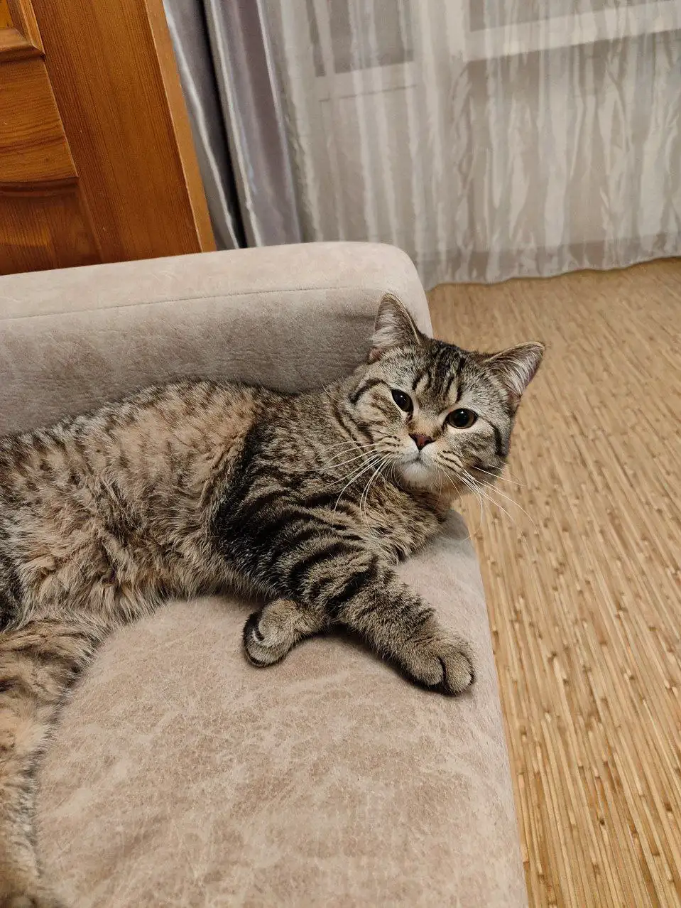 Отдам кота в хорошие руки - Кошки (Животные) в Иркутск