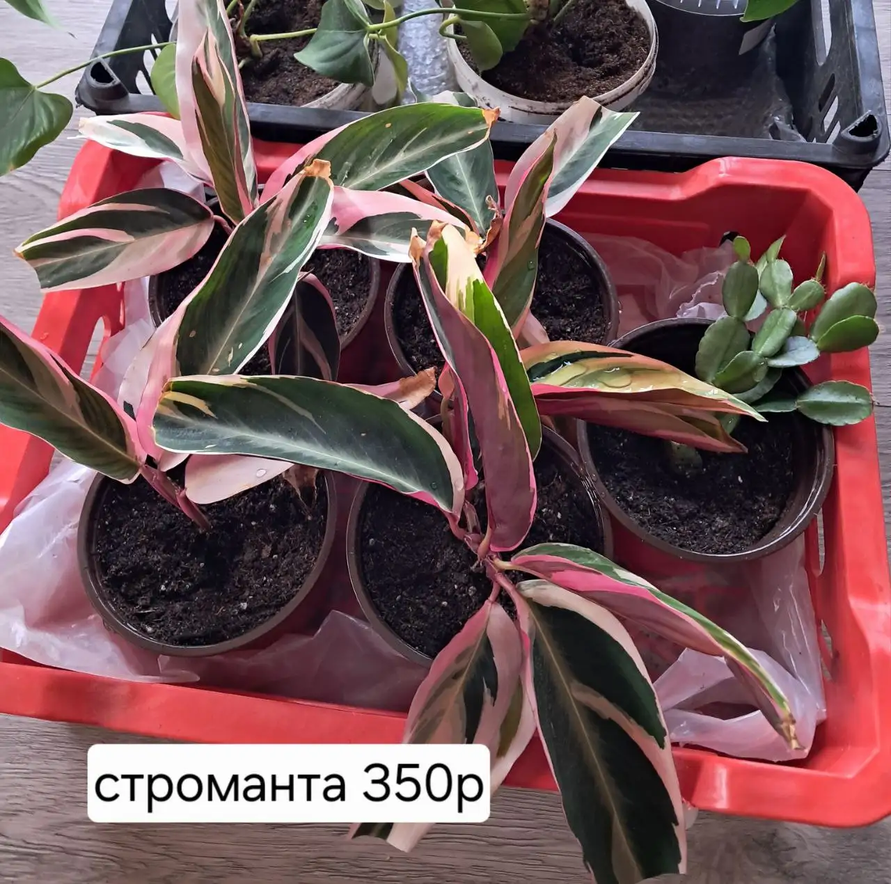 Продам в п. Большой Луг - Барахолка в п. Большой Луг