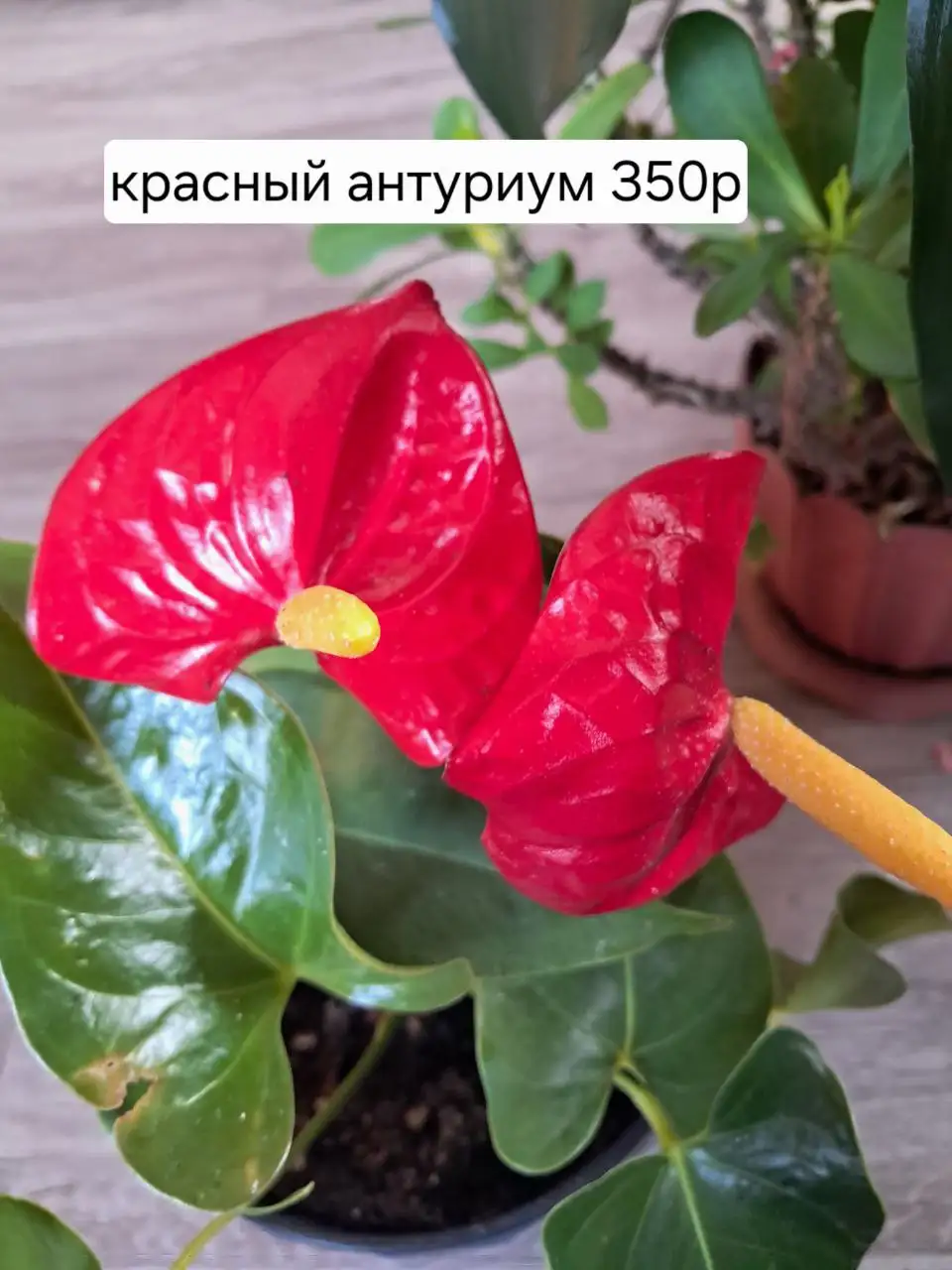 Продажа красного и белого антуриумов - Растения (Хобби и отдых) в Иркутск