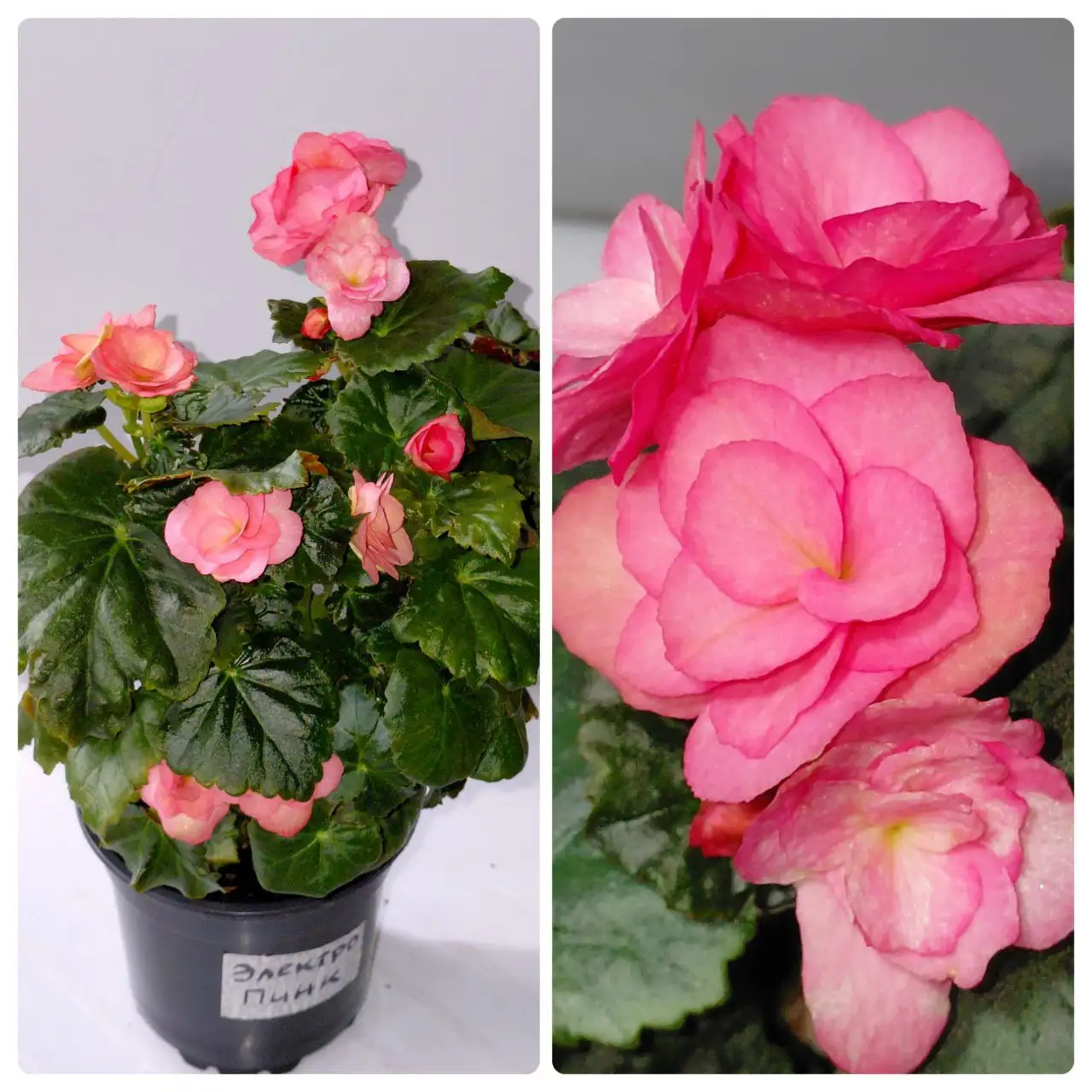 Бегония элатиор Электра Пинк - Растения (Хобби и отдых) в Шелехов