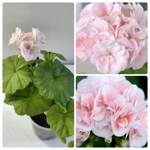 Пеларгония Queen Ingrid - Ручная работа в Шелехов