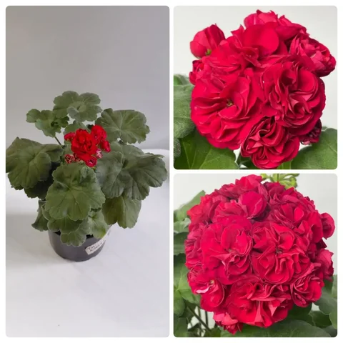 Пеларгония Та Амазонка - Ручная работа в Шелехов