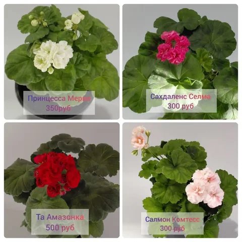 Пеларгонии на цвету - Ручная работа в Шелехов