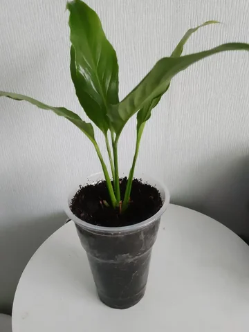 Продам спатифиллум в Шелехове - частное объявление в Шелехов