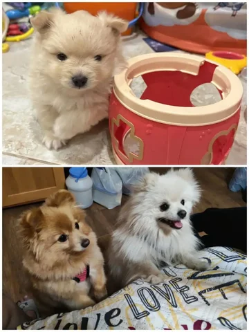 Щенок малого немецкого шпица (кремовый мальчик) - Крупный рогатый скот в Иркутск