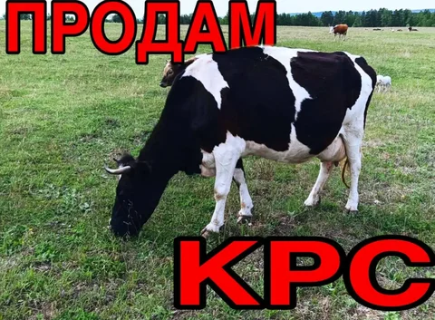 Продажа 10 голов коров с телятами - Крупный рогатый скот в Иркутск