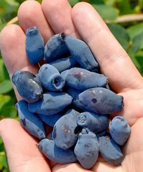 Питомник растений "САНАМИ" предлагает 14 сортов жимолости - Растения (Для дома и дачи) в Иркутск