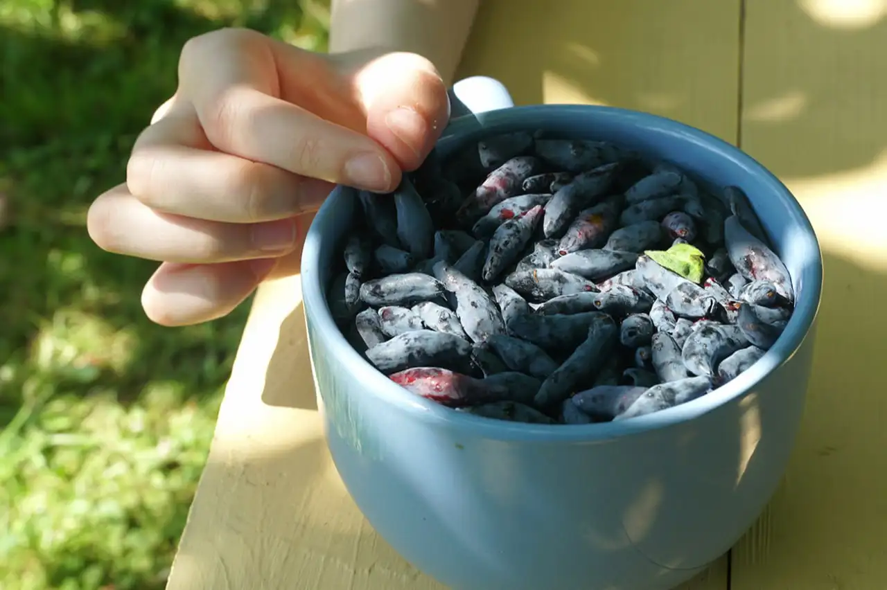 Питомник растений "САНАМИ" предлагает 14 сортов жимолости - Растения (Для дома и дачи) в Иркутск