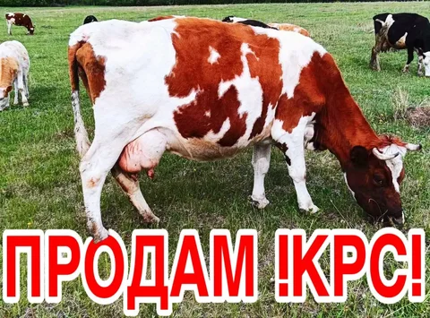 Продажа коров с телятами разных пород - Декоративные животные в Иркутск