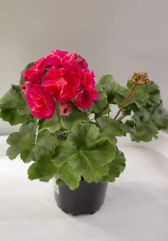 Пеларгония ЮВ Византия - Хобби и отдых в Шелехов