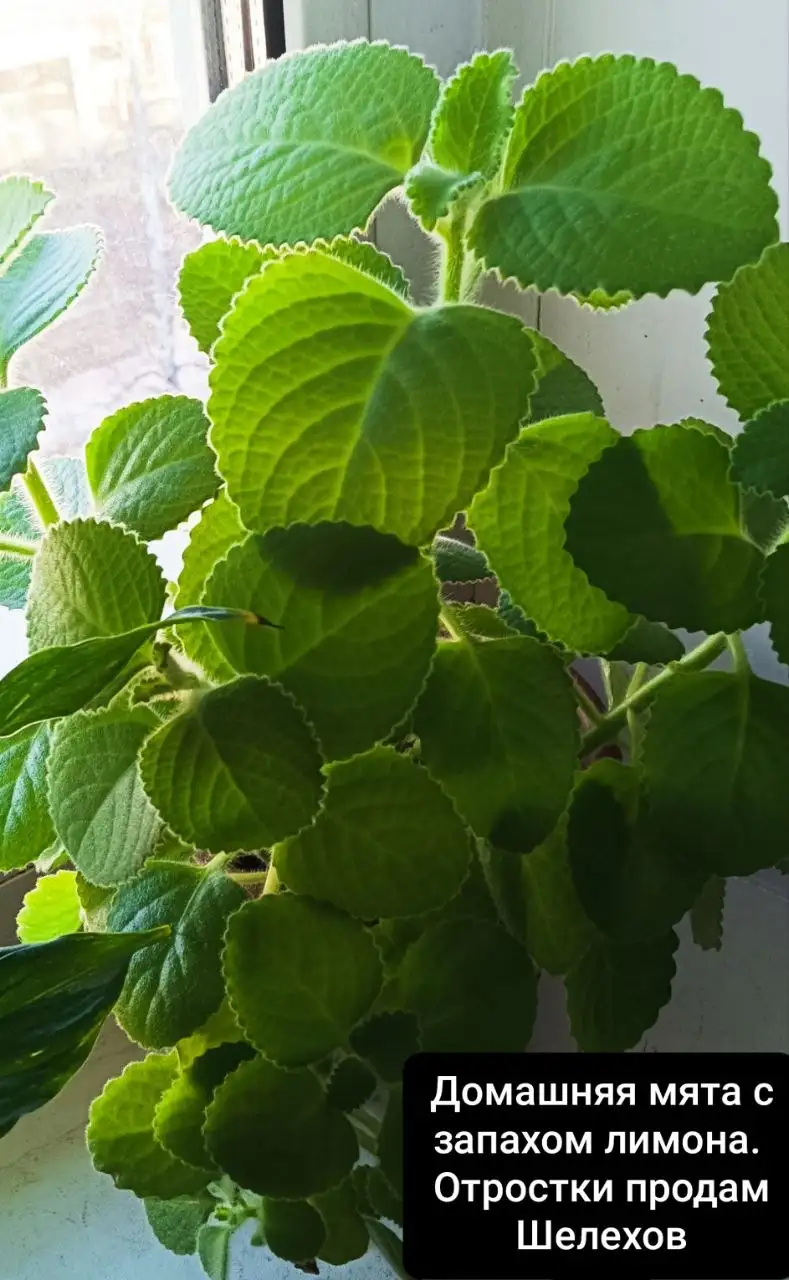 Продажа отростков в Шелехове - Растения (Хобби и отдых) в Шелехов