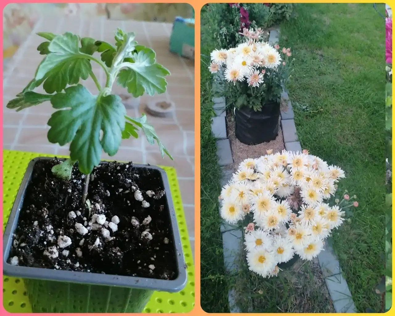 Продам укорененную хризантему - Растения (Хобби и отдых) в Иркутск