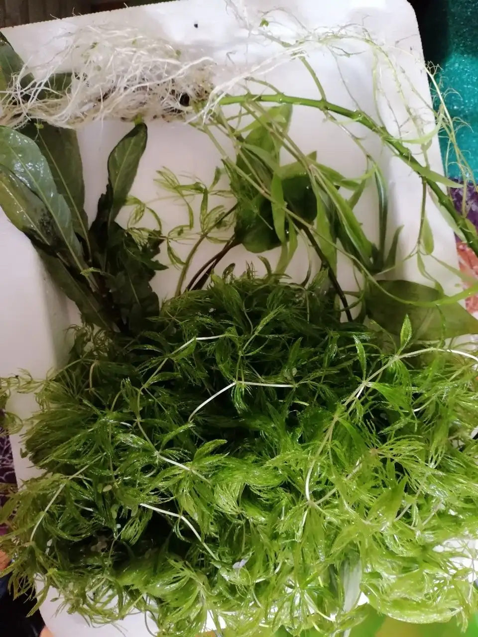 Продажа аквариумной травы - Аквариумистика (Хобби и отдых) в Иркутск