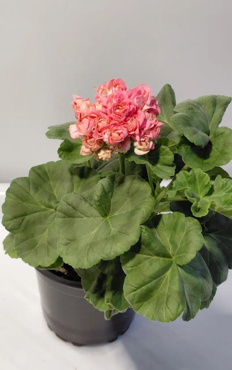 Пеларгония Пани Валевская - Растения (Хобби и отдых) в Шелехов