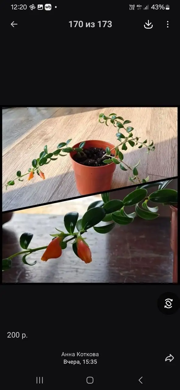 Продам золотую рыбку - Рыбы (Животные) в Большой Луг