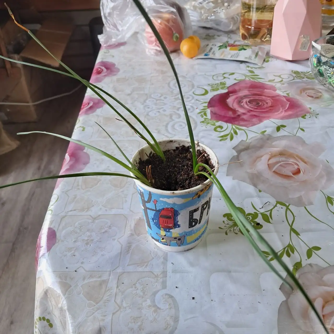 Продам зефирантес белый - Растения (Хобби и отдых) в Большой Луг