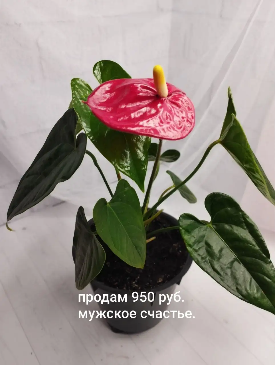 Продам комнатные цветы - Растения (Для дома и дачи) в Шелехов