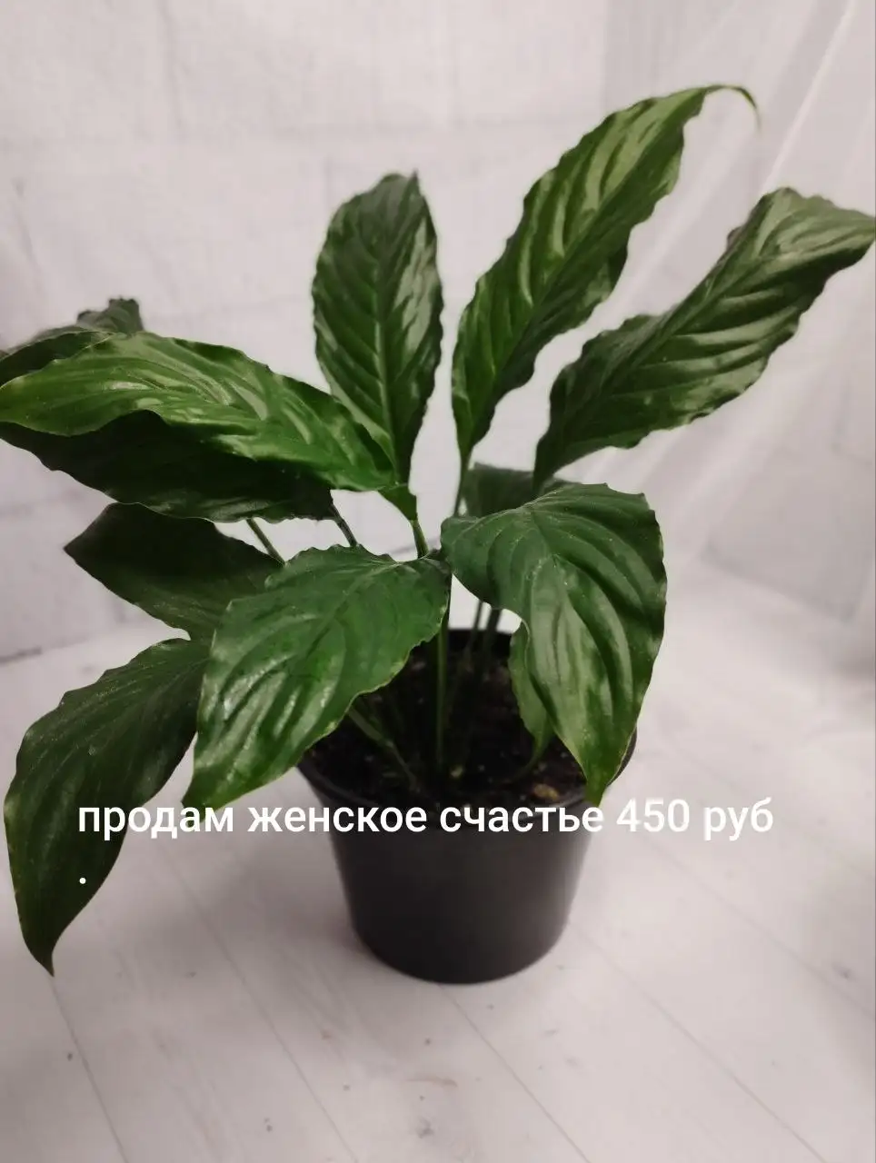 Продам комнатные цветы - Растения (Для дома и дачи) в Шелехов