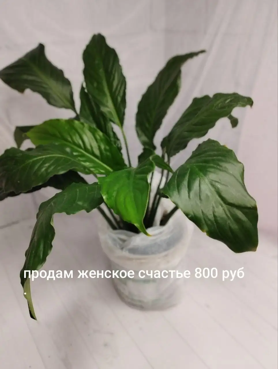 Продам комнатные цветы - Растения (Для дома и дачи) в Шелехов