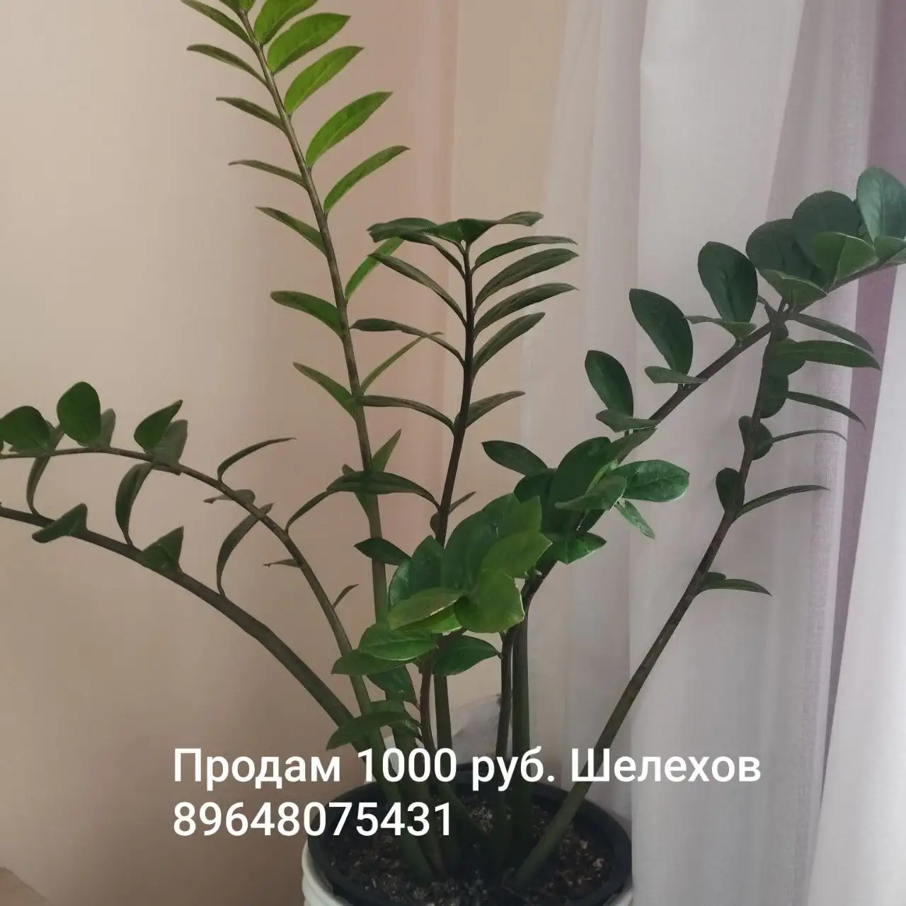 Продам комнатные цветы - Растения (Для дома и дачи) в Шелехов