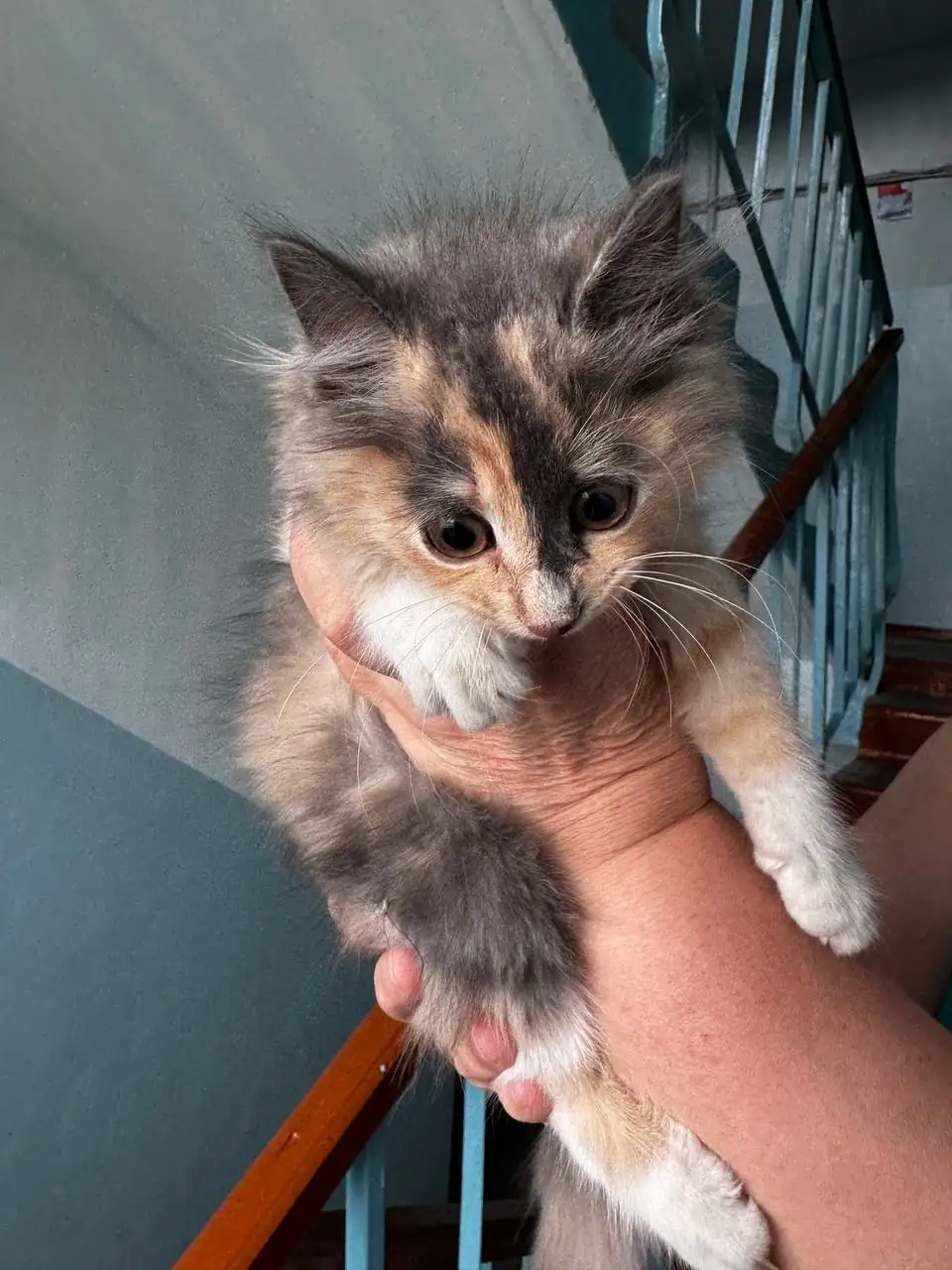 Отдам котенка в добрые руки - Кошки (Животные) в Шелехов