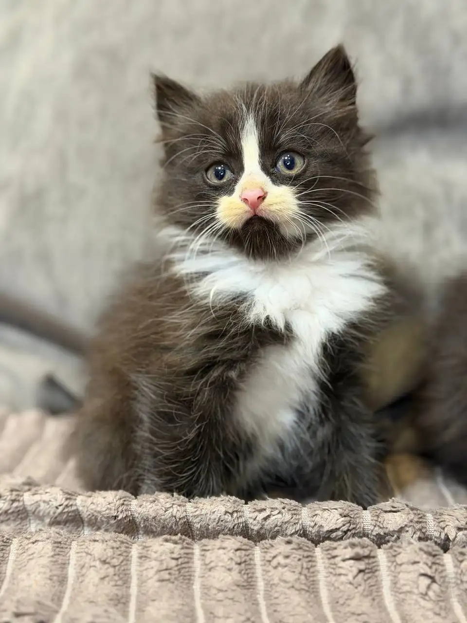 Отдам котят в добрые руки - Кошки (Животные) в Иркутск