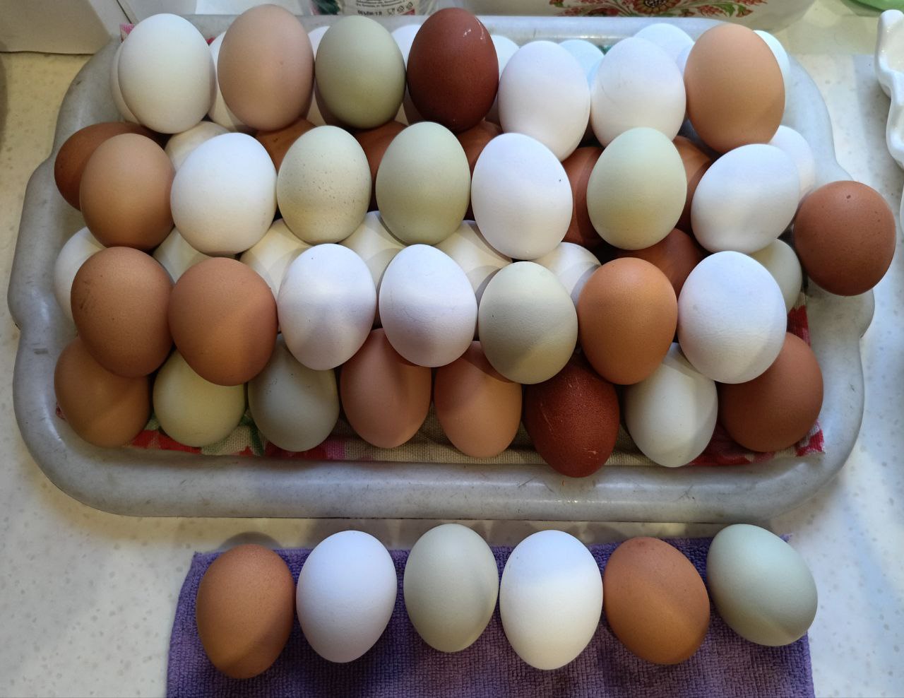 Домашнее свежее яйцо - Животные в Ангарск