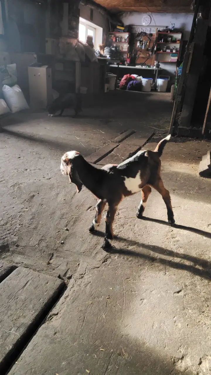 Продажа козочки нубийской породы - Домашние животные (Животные) в Бурасы