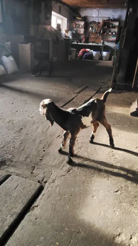 Продажа козочки нубийской породы - Животные в Бурасы