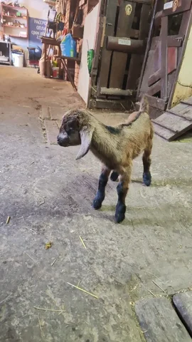 Продажа козлика и козочки - Животные в Усть курдюм