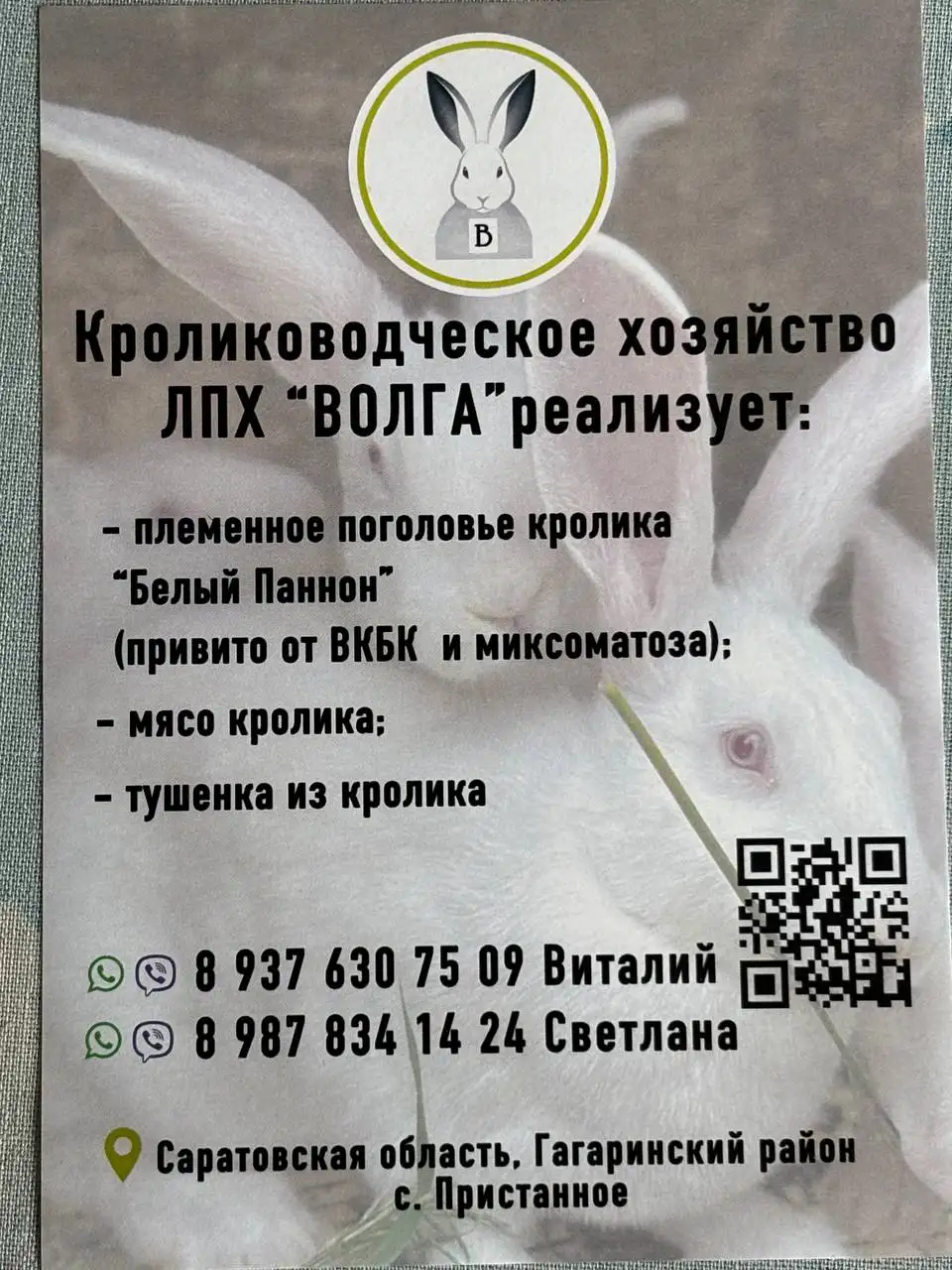 Продажа белых Паннон на племя в Саратове - Кролики (Животные) в Саратов