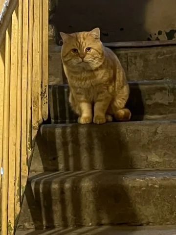 Найден котик на Баумана 91 - Животные в Бурасы