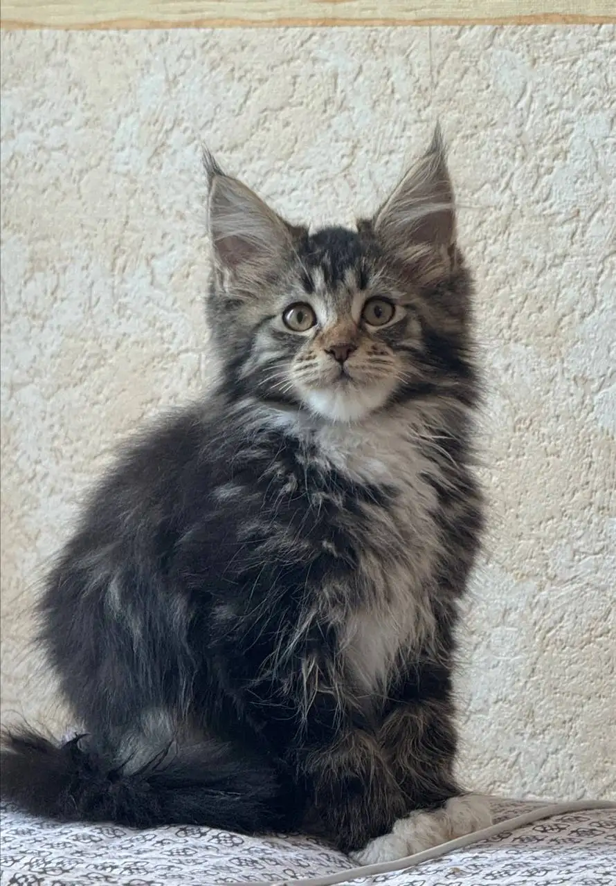 Продажа котенка Мейн-Куна 3 месяца - Животные в Бурасы