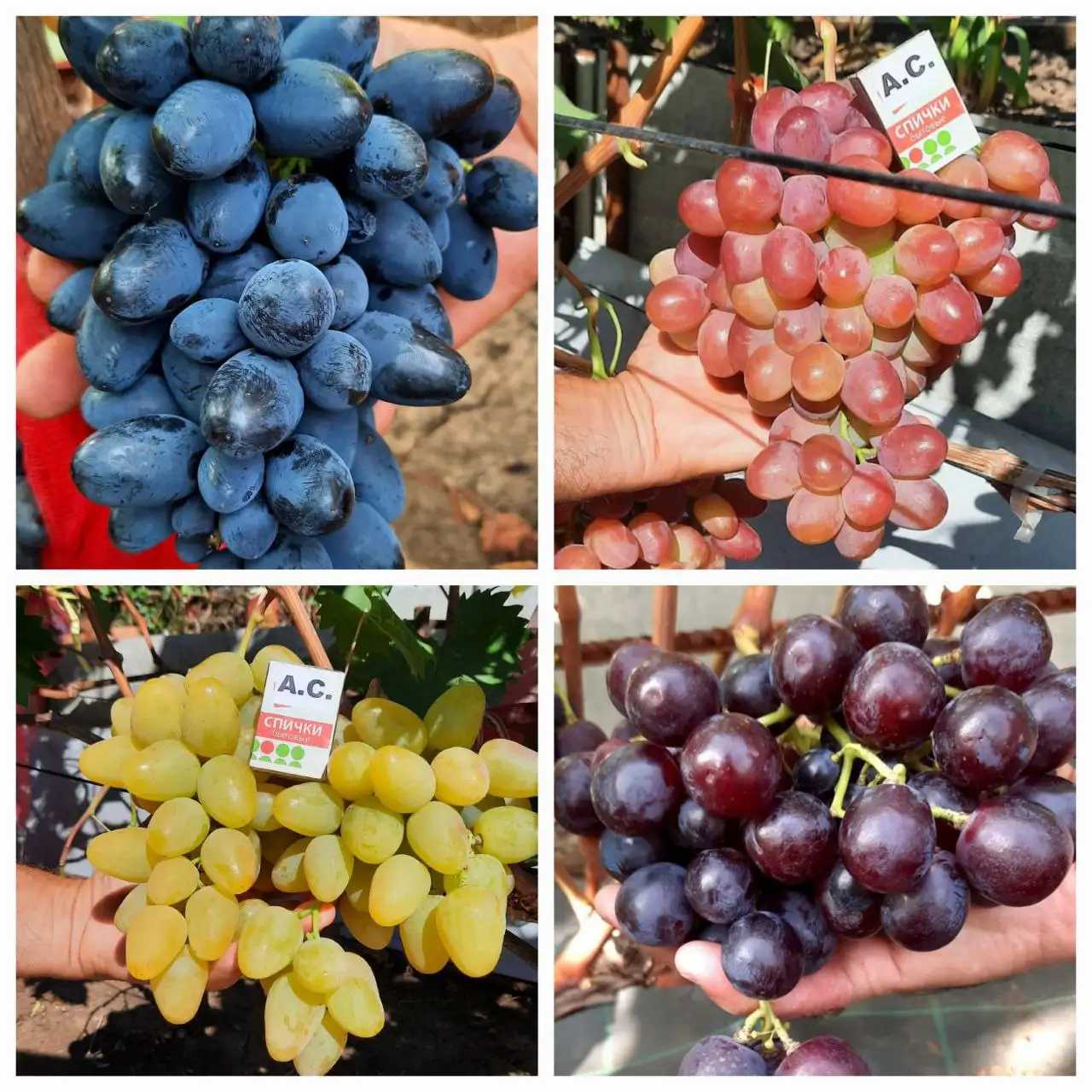 Заказы на вегетирующие саженцы винограда на весну - Сад и огород (Хобби и отдых) в Саратов