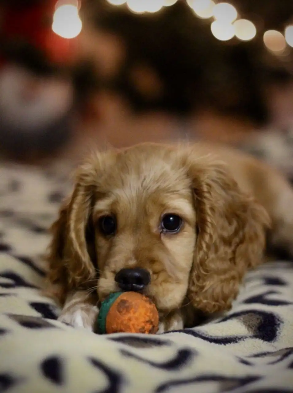 Продажа здоровых и привитых собак - Собаки (Животные) в Новые Бурасы