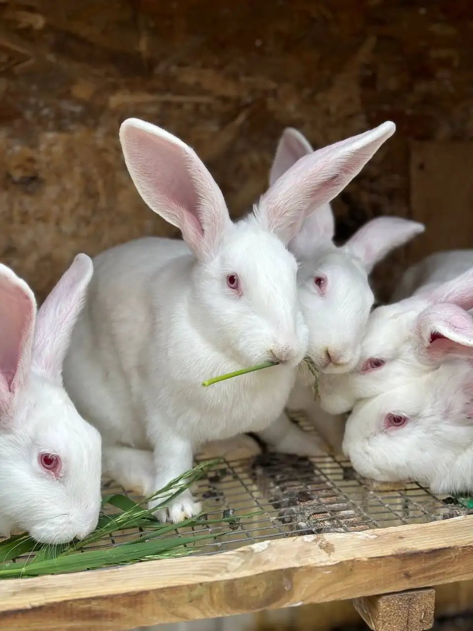 Продажа кроликов Белого Паннона на племя - Кролики (Животные) в Саратов