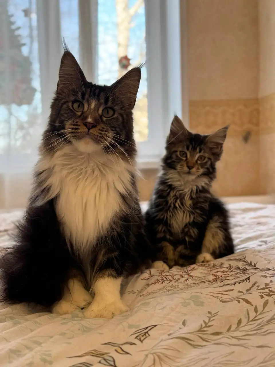 Продажа чистокровного котенка Мейн-Кун - Животные в Бурасы