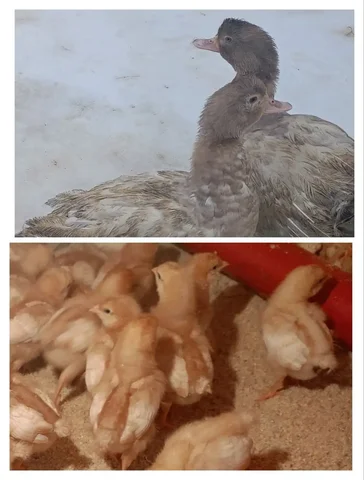 Продажа подрощенных курочек Родонит и молодых индоуток - частное объявление в Новые Бурасы